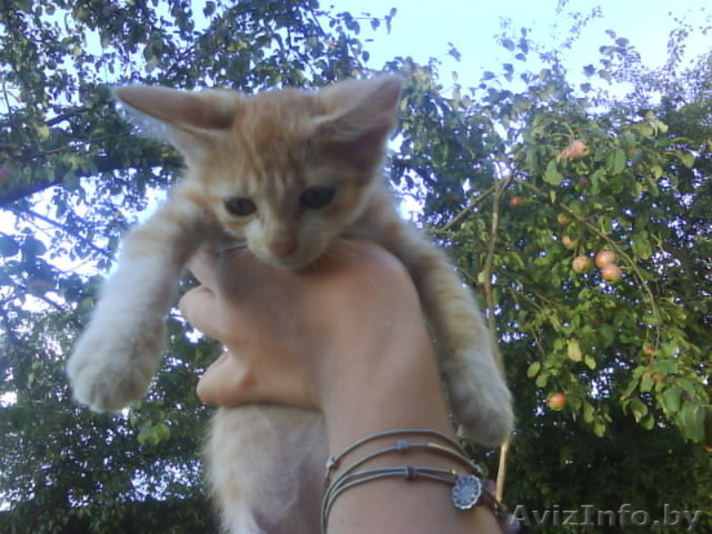 ПОДАРЮ чудных котят мальчика и девочку - Изображение #2, Объявление #75655