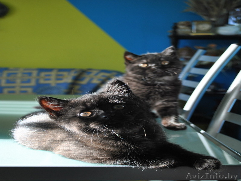 Четыре британских котенка ищут мам и пап! (д.р. 22.07.2010) - Изображение #2, Объявление #86874