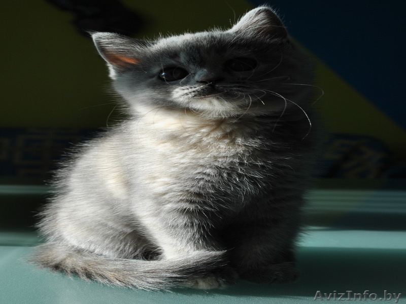 Четыре британских котёнка (д.р. 22.07.2010 года.) ищут мам и пап! - Изображение #3, Объявление #86551