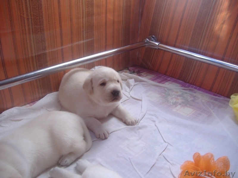 Высокопородные щенки лабрадора ретривера - Изображение #5, Объявление #81904