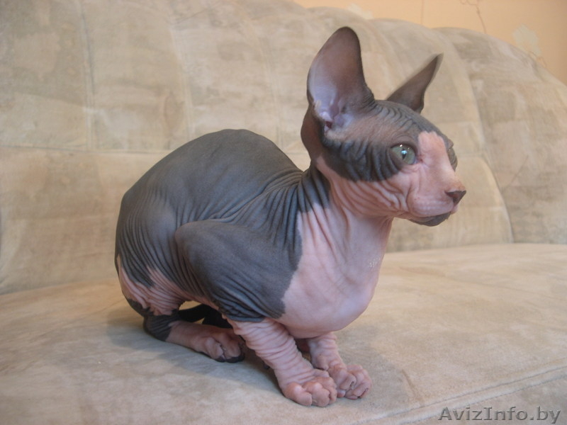 котенок породы "канадский сфинкс" - Изображение #1, Объявление #80768