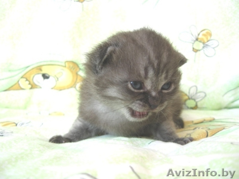 Котята-британцы  - Изображение #3, Объявление #85092