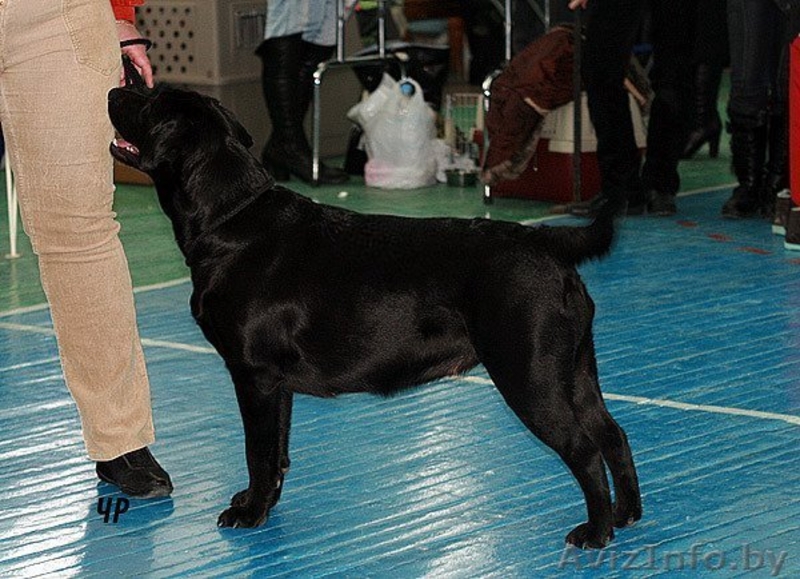 Высокопородные щенки лабрадора ретривера - Изображение #3, Объявление #81904