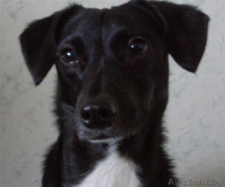 Лапушка. Собака вашей мечты… - Изображение #1, Объявление #80134