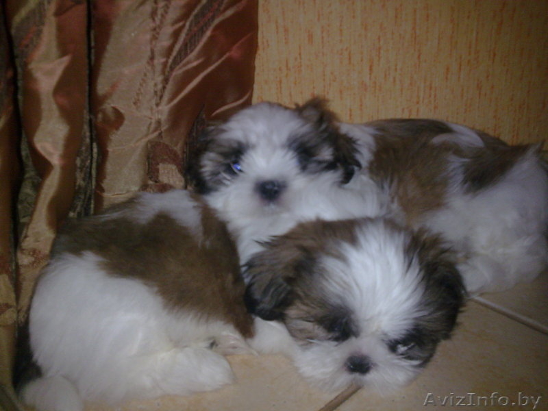 Продаю щенков ши-тцу - Изображение #1, Объявление #77037