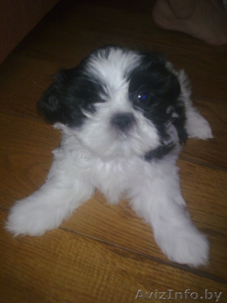 Продаю щенков ши-тцу - Изображение #2, Объявление #77037
