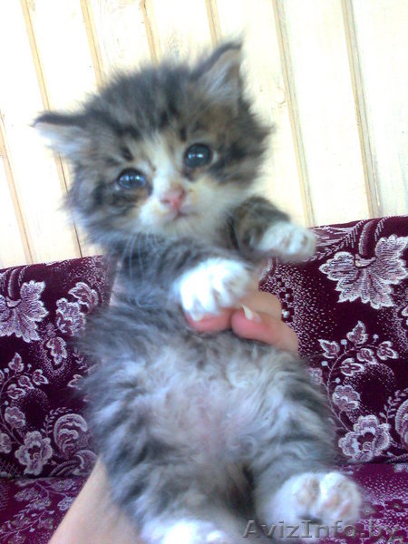 Очаровательные сибирские кошечки. - Изображение #1, Объявление #85036