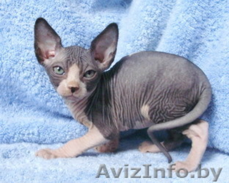 Канадский сфинкс голые котята - Изображение #1, Объявление #82197