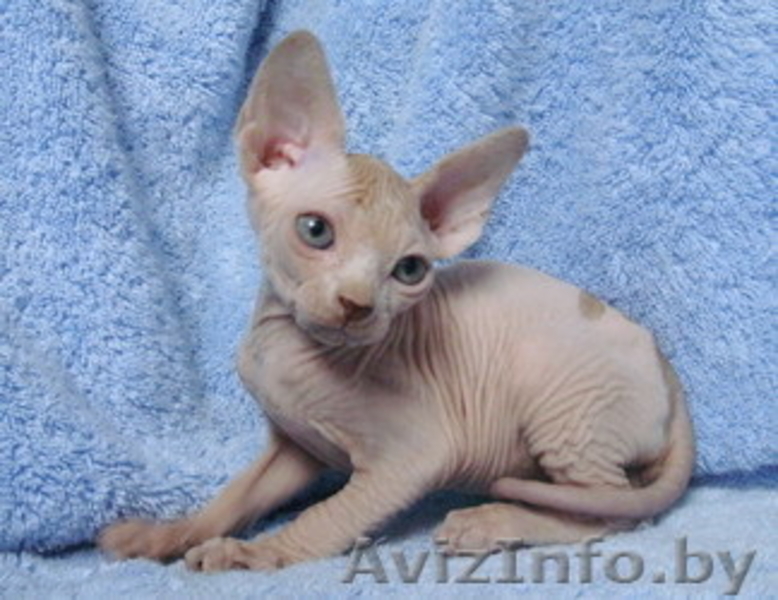 Канадский сфинкс голые котята - Изображение #2, Объявление #82197