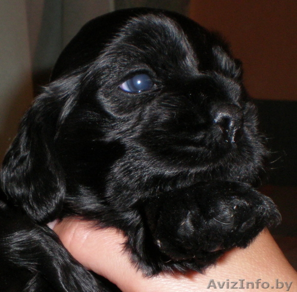 Американский кокер спаниель. Щенки - Изображение #3, Объявление #81150