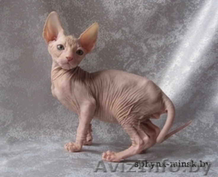 канадский сфинкс котятки - Изображение #1, Объявление #86995