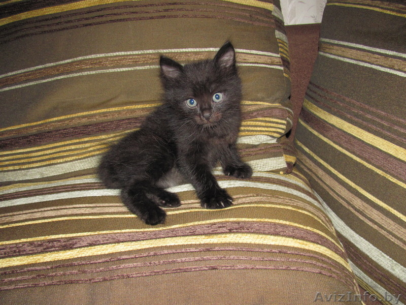 Котята-симпатяги - Изображение #1, Объявление #74741