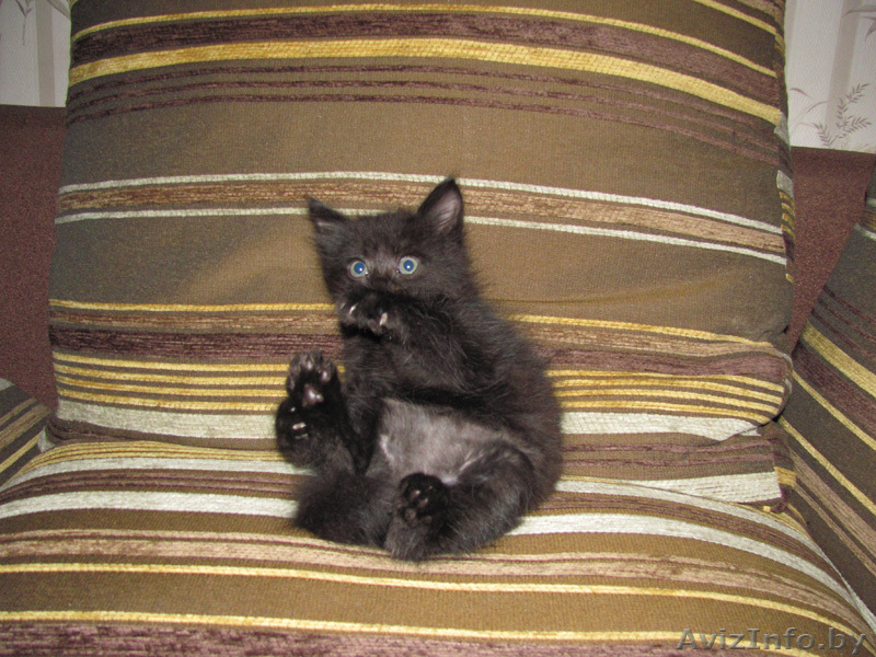 Котята-симпатяги - Изображение #2, Объявление #74741