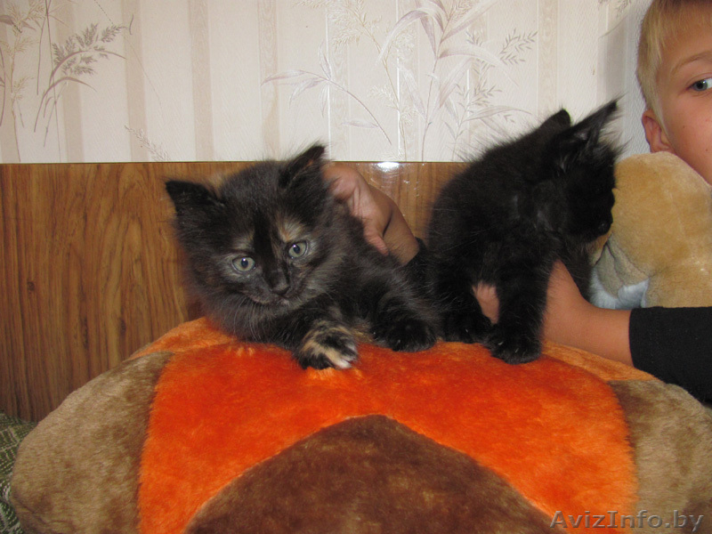 Котята-симпатяги - Изображение #3, Объявление #74741