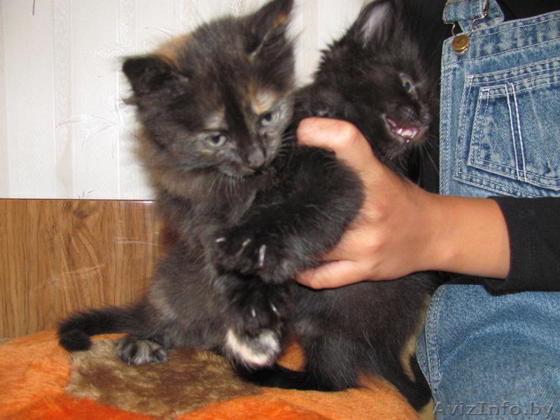 Котята-симпатяги - Изображение #5, Объявление #74741