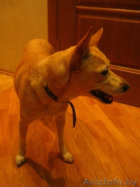 Умка - маленькое чудо - Изображение #3, Объявление #77448