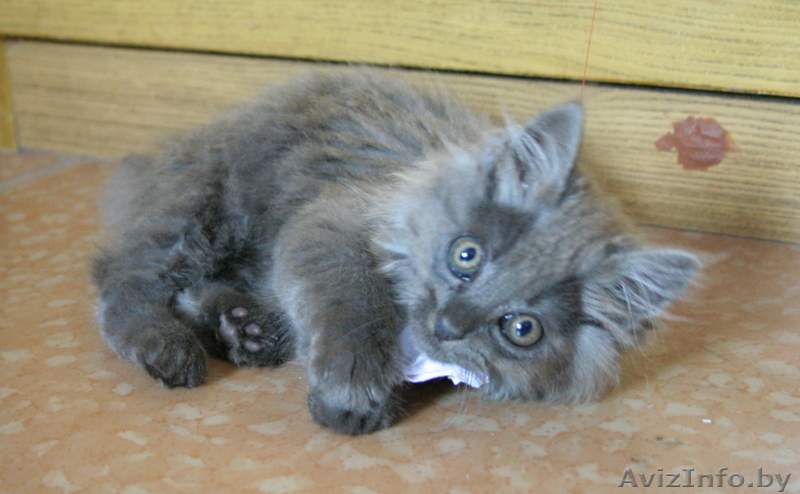 Отдам трёх серых котят в хорошие руки - Изображение #1, Объявление #82926