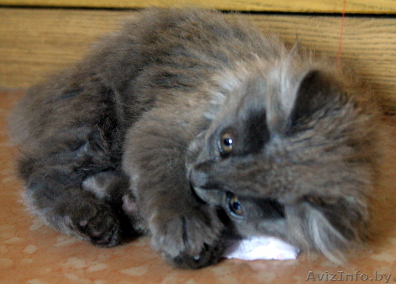 Отдам трёх серых котят в хорошие руки - Изображение #2, Объявление #82926