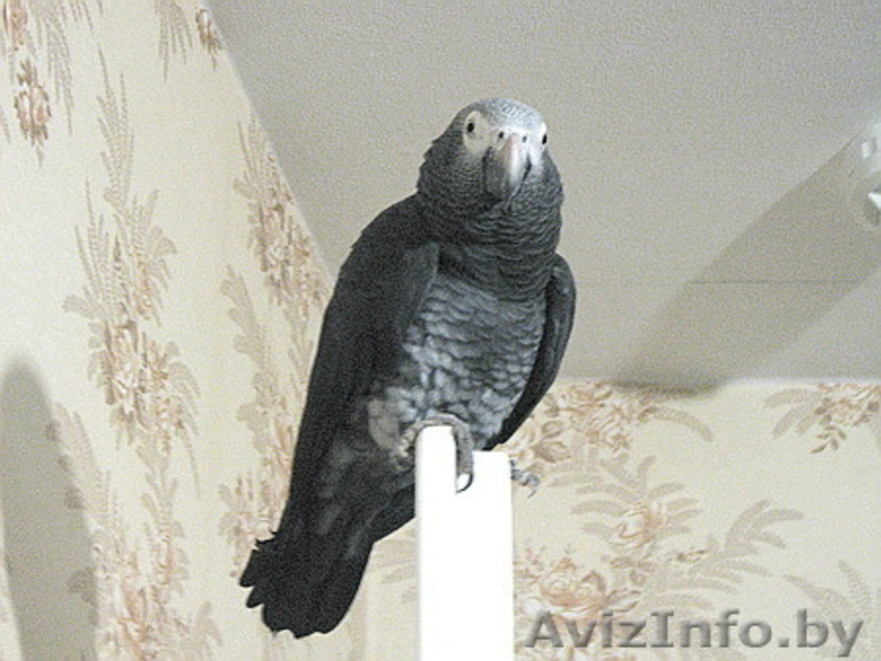 Продам бурохвостого жако с клеткой - Изображение #5, Объявление #74475