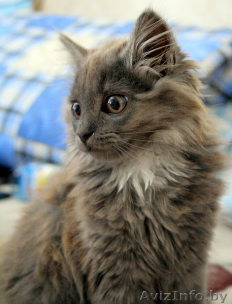 Отдам трёх серых котят в хорошие руки - Изображение #3, Объявление #82926