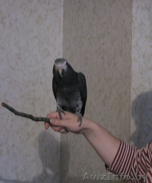 Продам бурохвостого жако с клеткой - Изображение #4, Объявление #74475