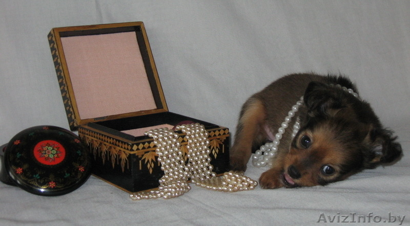 Продам длинношерстного щенка той терьера . - Изображение #5, Объявление #79246