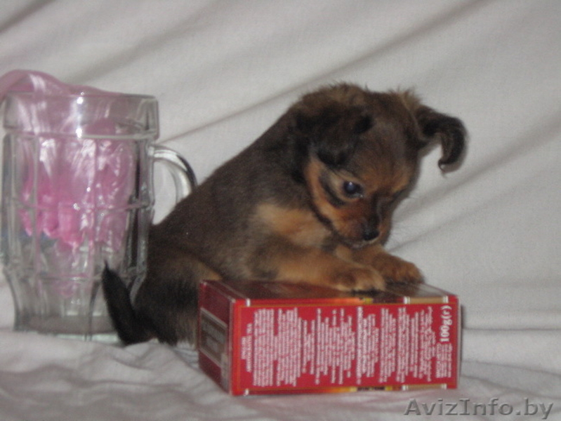 Продам длинношерстного щенка той терьера . - Изображение #1, Объявление #79246