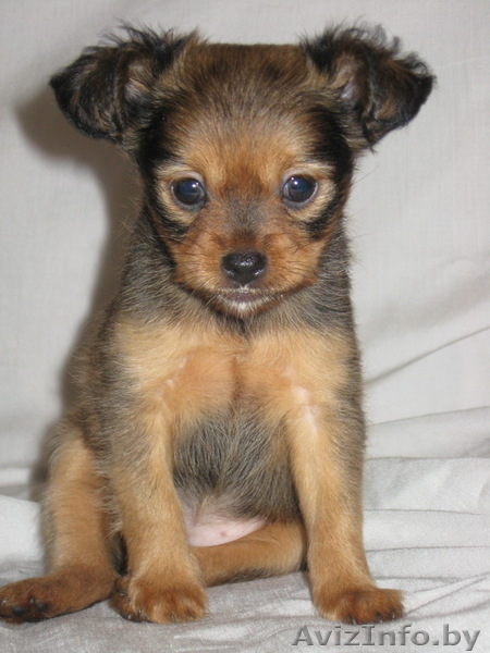 Продам длинношерстного щенка той терьера . - Изображение #4, Объявление #79246