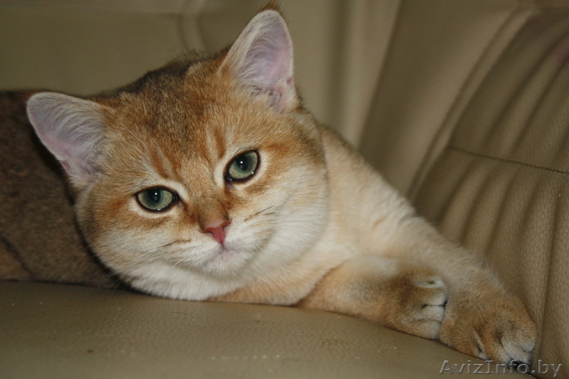 Котята британцы редких окрасов!!!! - Изображение #1, Объявление #85106