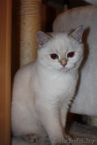 Котята британцы редких окрасов!!!! - Изображение #2, Объявление #85106