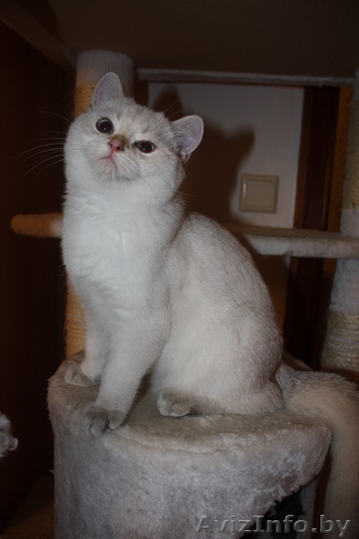 Котята британцы редких окрасов!!!! - Изображение #4, Объявление #85106