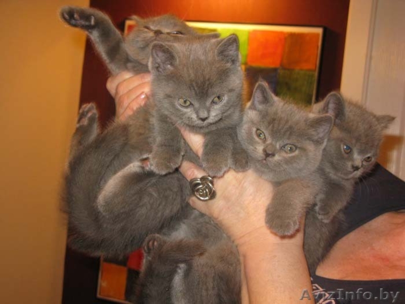 Британские короткошерстные элитные котята - Изображение #3, Объявление #86613