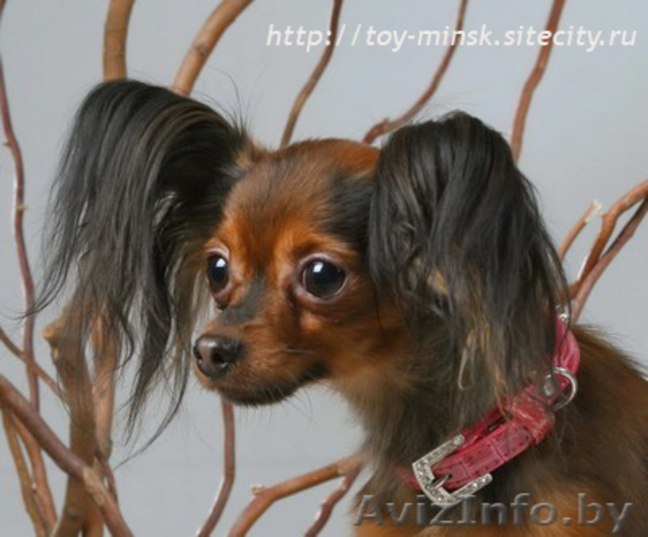 Продам длинношерстного щенка той терьера . - Изображение #3, Объявление #79246