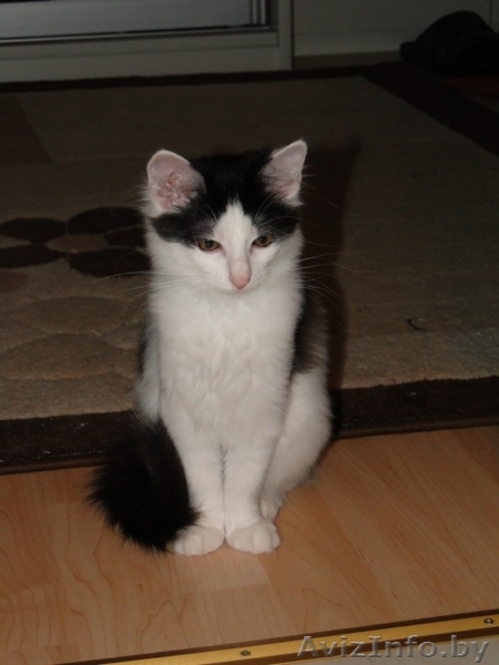 Ласковый Котенок в дар! - Изображение #3, Объявление #82931