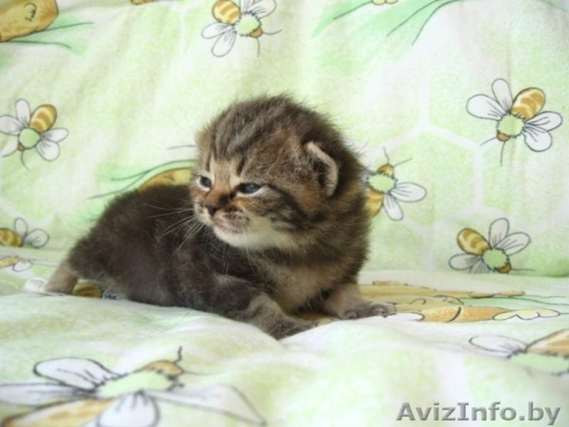 Котята-британцы  - Изображение #1, Объявление #85092