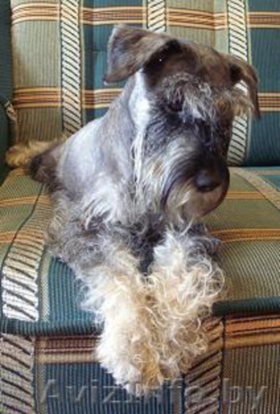 Продам щенка цвергшнауцера - Изображение #3, Объявление #69330