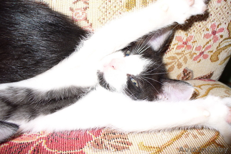 Котята, 1,5 месяца, отдам в хорошие руки - Изображение #2, Объявление #75088