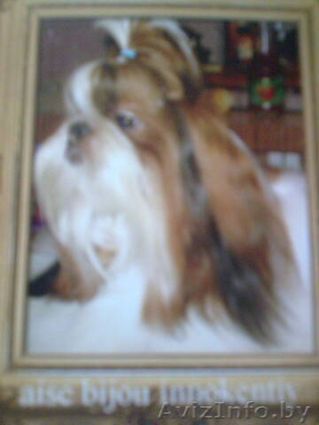 Продаю щенков ши-тцу - Изображение #3, Объявление #77037