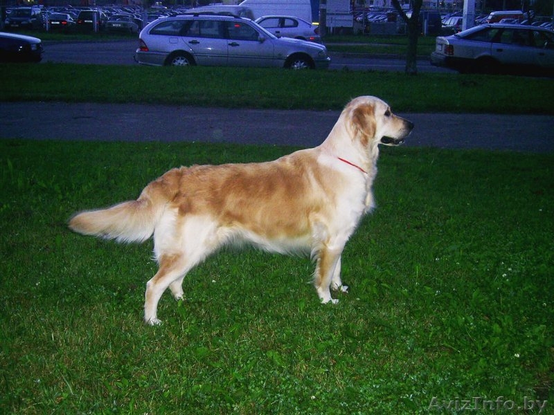 Щенки голден-ретривера - Изображение #1, Объявление #87599