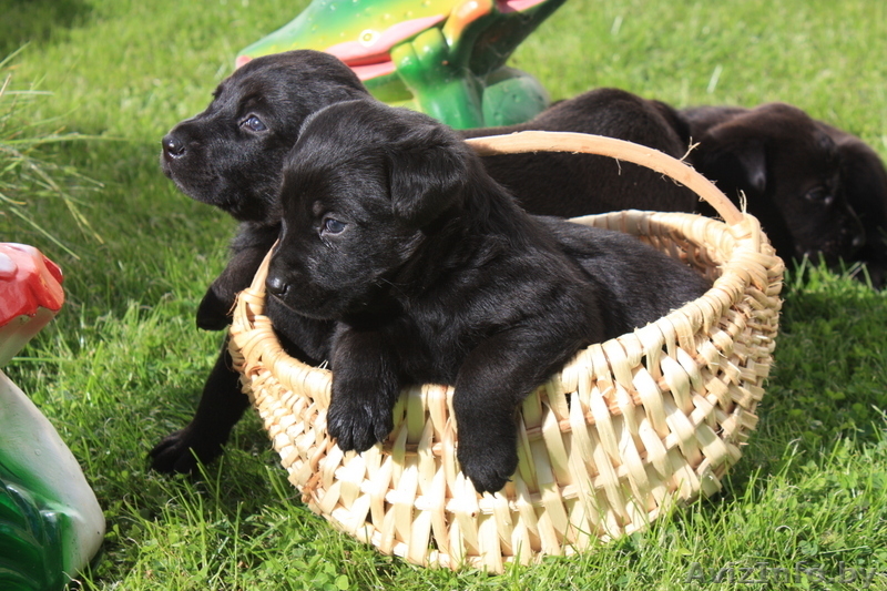 Черные щенки лабрадора-ретривера - Изображение #1, Объявление #77795