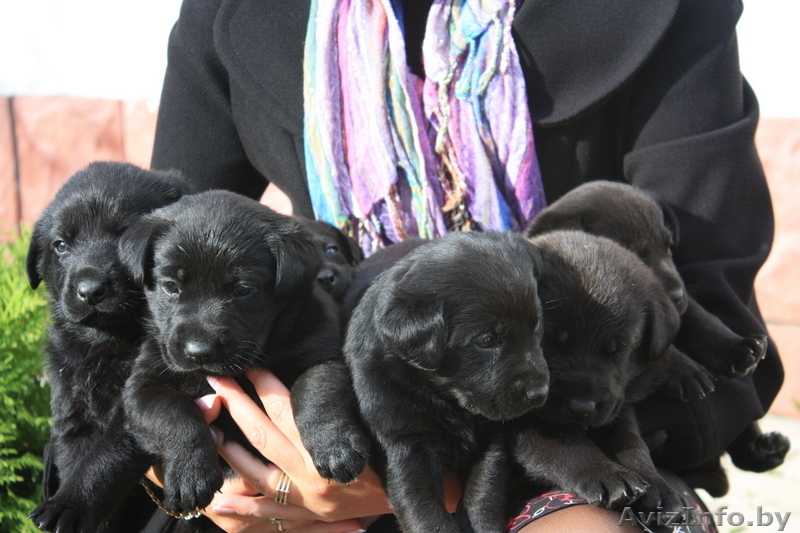 Черные щенки лабрадора-ретривера - Изображение #2, Объявление #77795