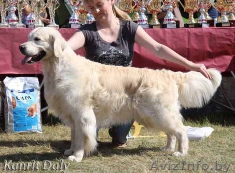 Щенки голден-ретривера - Изображение #2, Объявление #87599