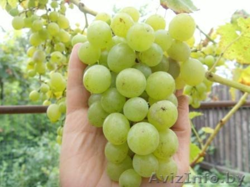 Декоративные и плодовые деревья и кустарники - Изображение #3, Объявление #82901