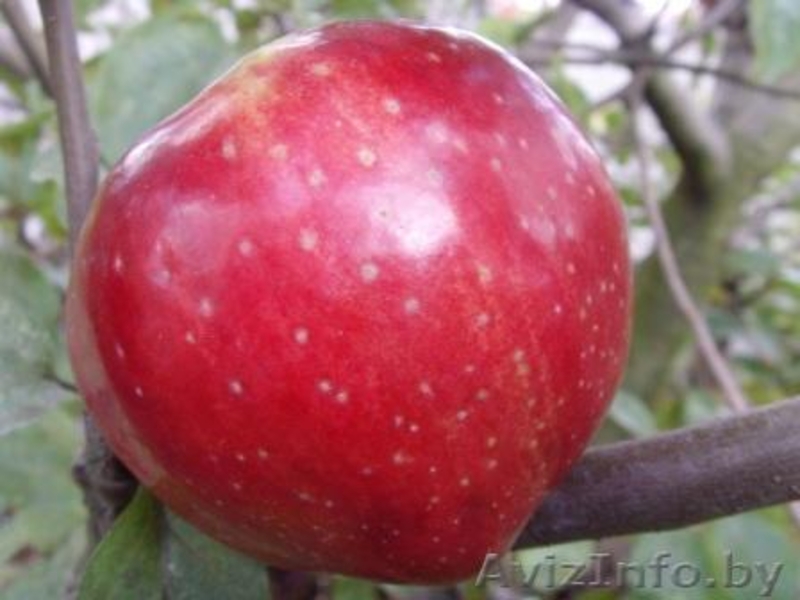 Декоративные и плодовые деревья и кустарники - Изображение #2, Объявление #82901