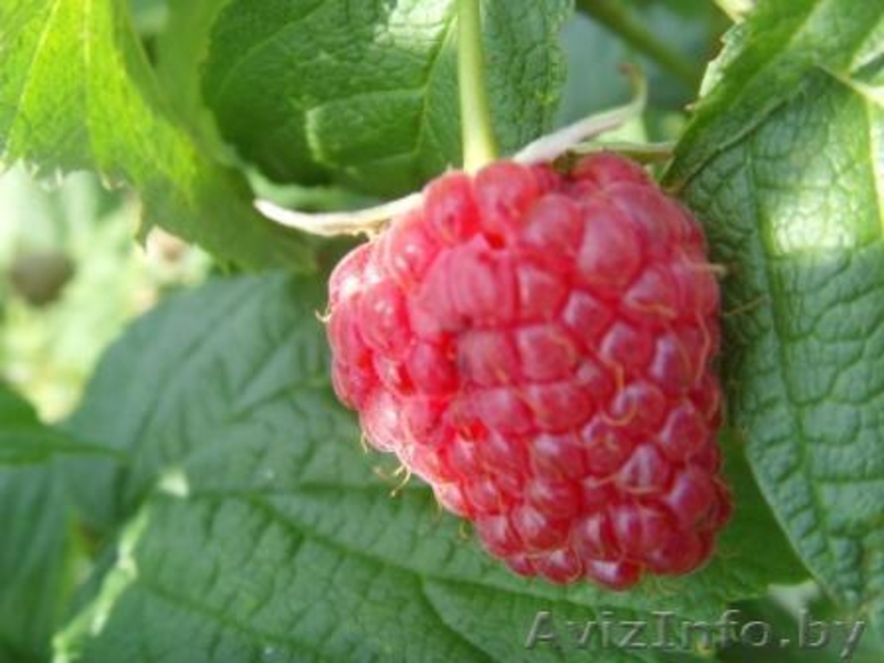 Декоративные и плодовые деревья и кустарники - Изображение #1, Объявление #82901