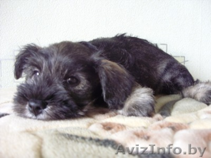 Продам щенка цвергшнауцера - Изображение #1, Объявление #69330