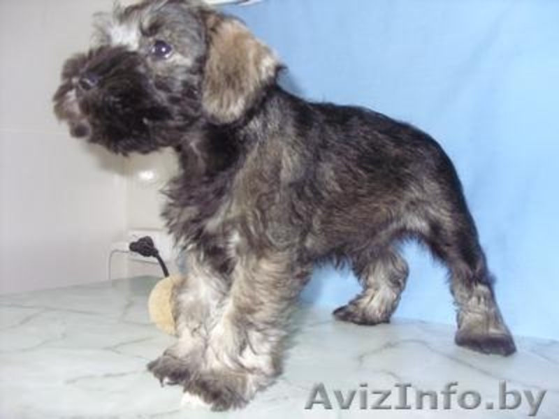 Продам щенка цвергшнауцера - Изображение #2, Объявление #69330