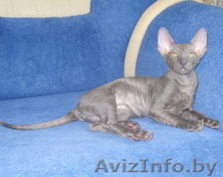 Корниш-рекс котята - Изображение #3, Объявление #82196