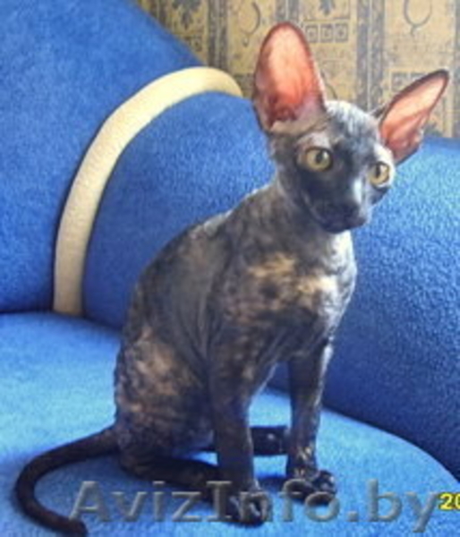 Корниш-рекс котята - Изображение #2, Объявление #82196