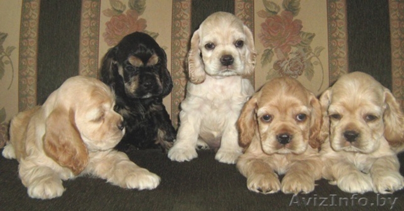 Племенное разведение - щенки американского кокер спаниеля - Изображение #3, Объявление #65001